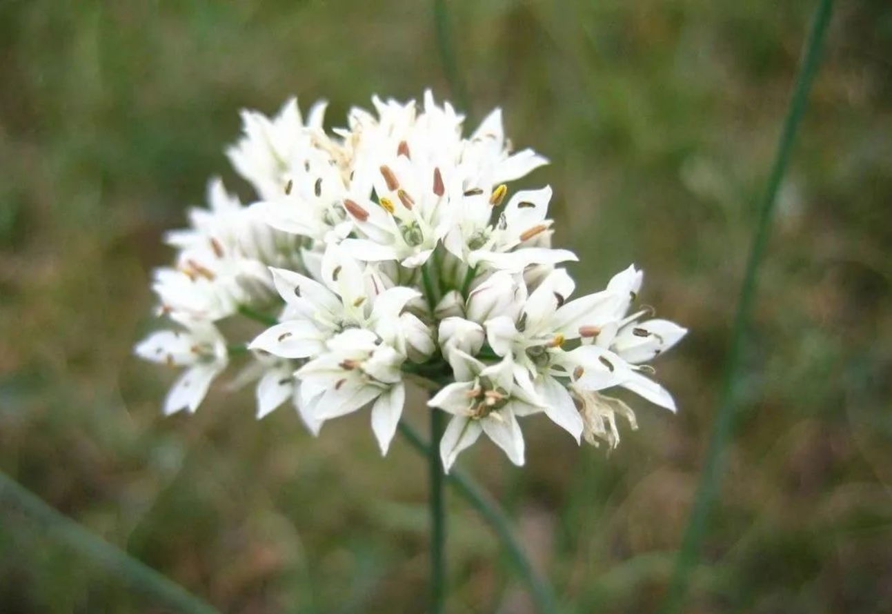 韭菜為什么要控旺？控旺的必要性你知道嗎？